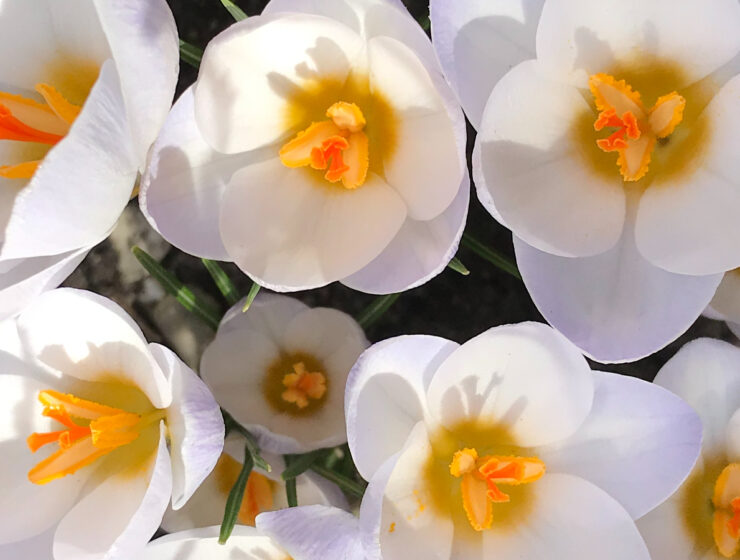 crocus