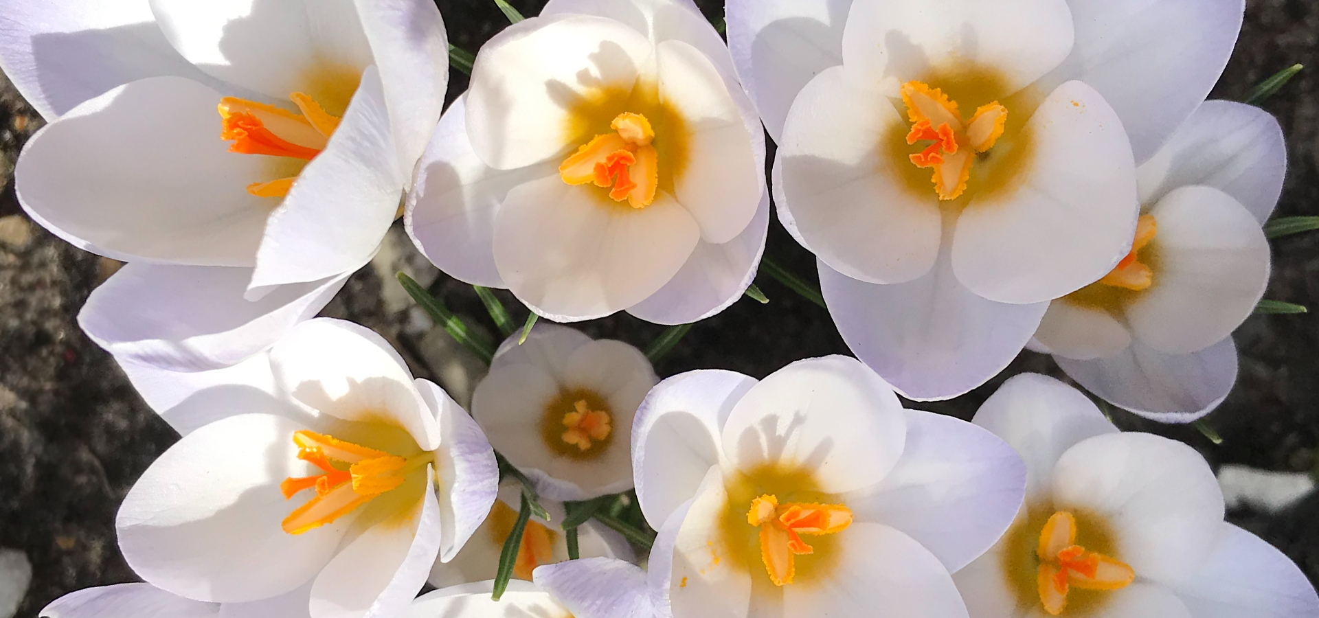crocus